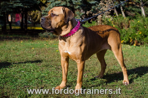 Collare in pelle rosa con borchie a punta per Cane Corso